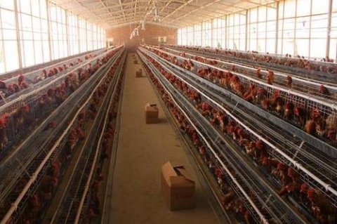 養(yǎng)雞場通風降溫設備該選什么,養(yǎng)雞場夏季通風降溫的方法