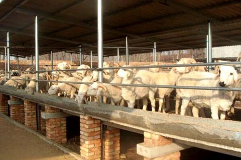 新疆養(yǎng)殖場通風降溫選擇哪種風機,養(yǎng)殖場通風降溫的方案