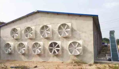 綿陽養(yǎng)殖場夏季豬舍通風降溫方法,了解這幾點就夠了