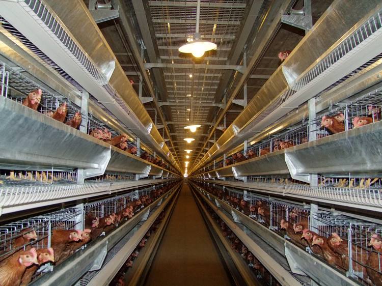 雞舍冬天通風(fēng)