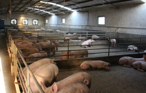 臨沂養(yǎng)豬場通風降溫設備介紹,怎么選擇通風降溫設備